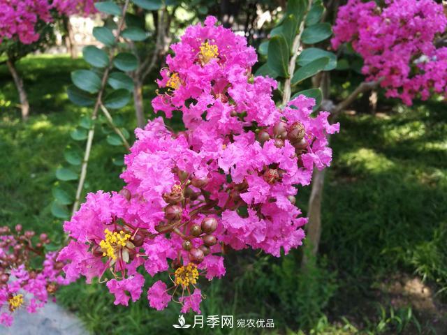 1棵紫薇開花1000朵，花期達100天，人稱“百日紅”，能活100年(圖3)