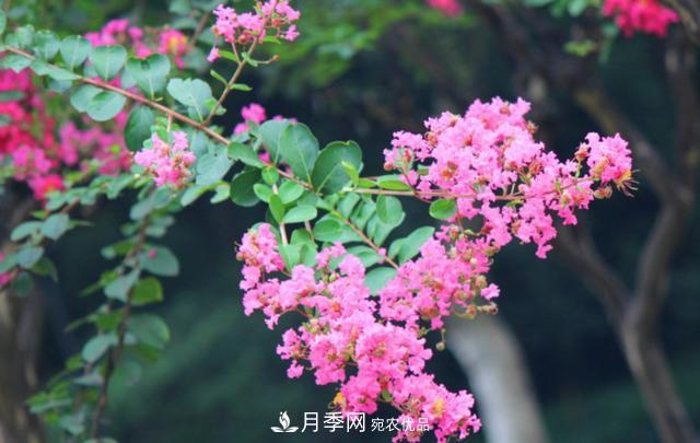 1棵紫薇開花1000朵，花期達100天，人稱“百日紅”，能活100年(圖5)