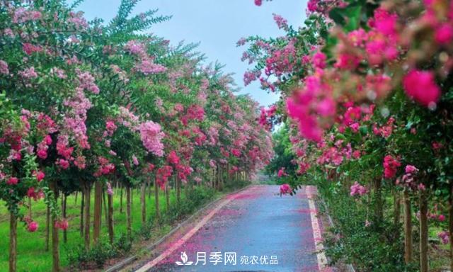 1棵紫薇開花1000朵，花期達100天，人稱“百日紅”，能活100年(圖4)