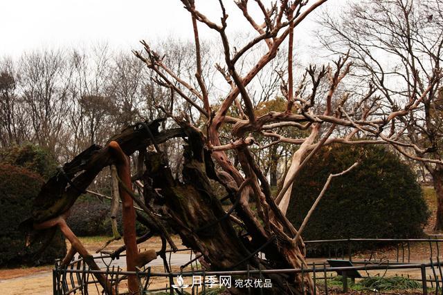 1棵紫薇開花1000朵，花期達100天，人稱“百日紅”，能活100年(圖7)