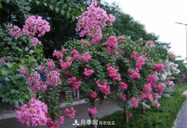 1棵紫薇開花1000朵，花期達100天，人稱“百日紅”，能活100年(圖6)