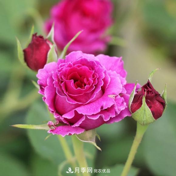 8款冷門月季，表現(xiàn)特別好，但是養(yǎng)的人不多(圖6)
