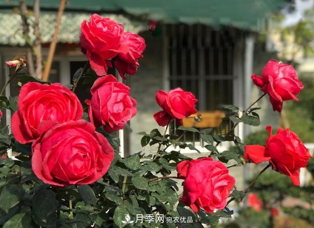 8款冷門月季，表現(xiàn)特別好，但是養(yǎng)的人不多(圖9)