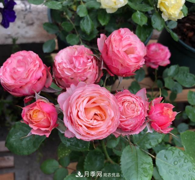 8款冷門月季，表現(xiàn)特別好，但是養(yǎng)的人不多(圖4)