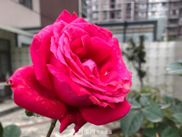 8款冷門月季，表現(xiàn)特別好，但是養(yǎng)的人不多(圖8)