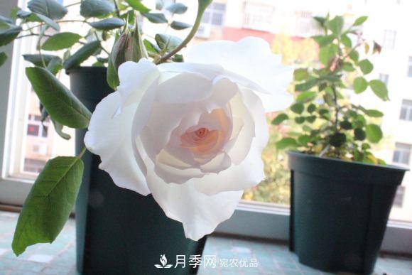8款冷門月季，表現(xiàn)特別好，但是養(yǎng)的人不多(圖10)