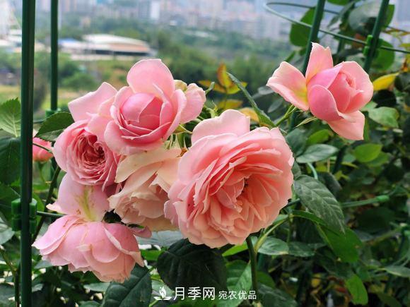 8款冷門月季，表現(xiàn)特別好，但是養(yǎng)的人不多(圖5)