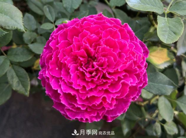 8款冷門月季，表現(xiàn)特別好，但是養(yǎng)的人不多(圖7)
