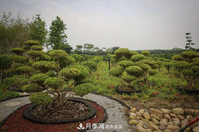 中國瓜子黃楊之鄉(xiāng)把園藝產業(yè)做成規(guī)模(圖1)