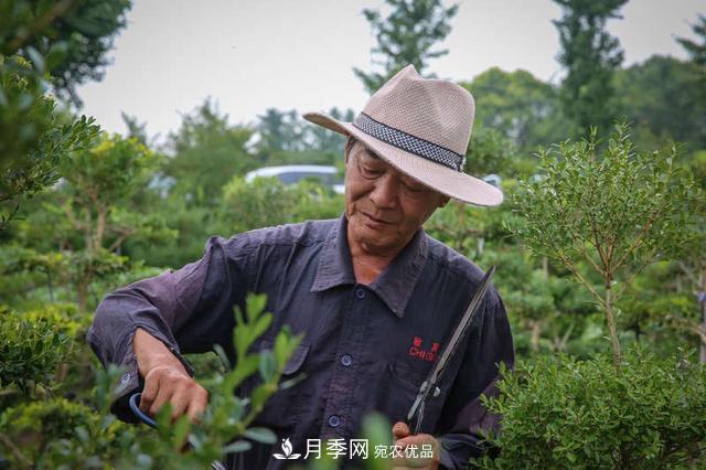 中國瓜子黃楊之鄉(xiāng)把園藝產業(yè)做成規(guī)模(圖2)