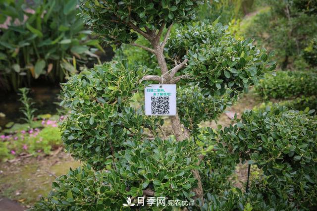 中國瓜子黃楊之鄉(xiāng)把園藝產業(yè)做成規(guī)模(圖3)