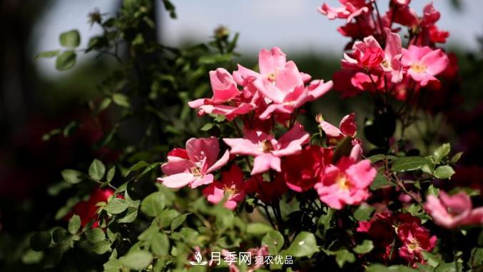 初夏，于山東梁山縣濱河大道邂逅月季花海(圖1)