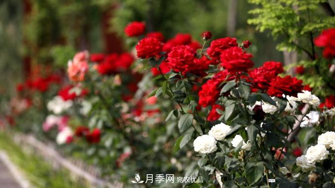 初夏，于山東梁山縣濱河大道邂逅月季花海(圖3)