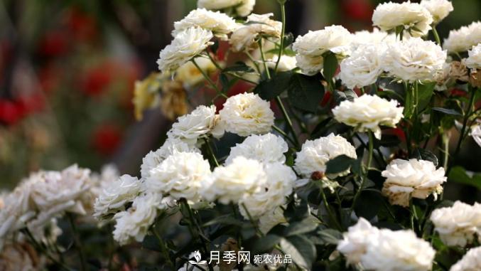 初夏，于山東梁山縣濱河大道邂逅月季花海(圖6)