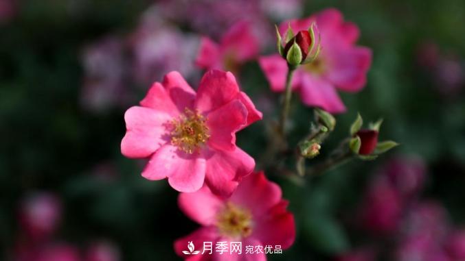 初夏，于山東梁山縣濱河大道邂逅月季花海(圖7)