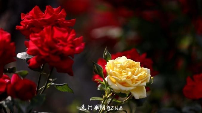 初夏，于山東梁山縣濱河大道邂逅月季花海(圖5)