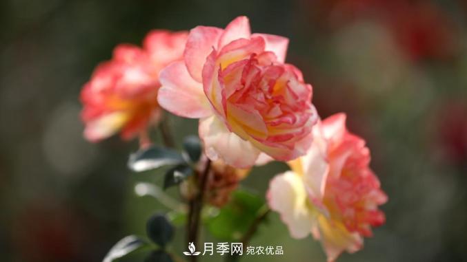初夏，于山東梁山縣濱河大道邂逅月季花海(圖8)