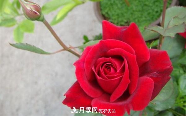 2021年***暢銷三款月季！粉扇、卡羅拉有名(圖3)