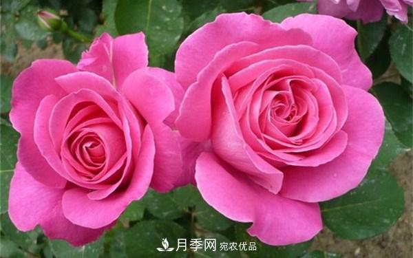 花大、濃香且適合新手栽種的3個大花月季品種推薦(圖2)