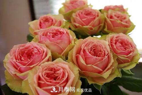 切花月季分級標(biāo)準(zhǔn)——月季類鮮切花(圖1)