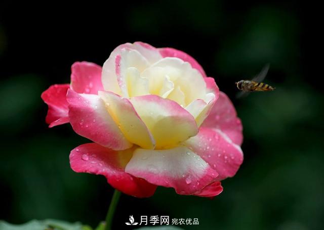 ***香月季花排行榜前十名是哪些品種？(圖1)
