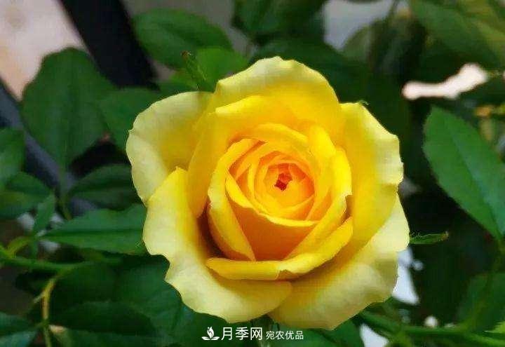 名貴月季十大品種，你養(yǎng)過(guò)哪幾種？(圖1)
