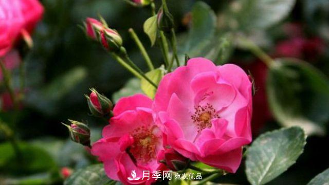 藤本月季的修剪辦法？(圖1)
