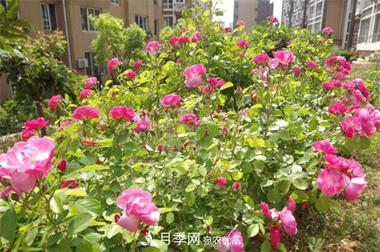 藤本月季怎么爬藤，修剪得當(dāng)正確牽引(圖1)