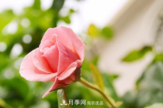 月季直接土插能生根嗎？扦插辦法(圖3)