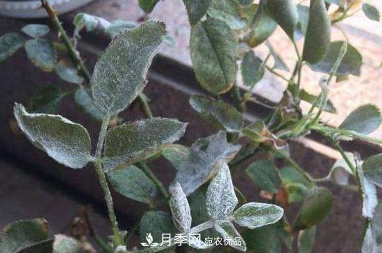 月季白粉病怎么治？月季白粉病的治療方法(圖1)