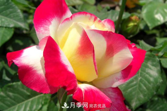 月季白粉病怎么治？月季白粉病的治療方法(圖2)