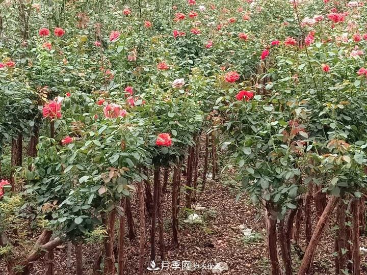 4公分樹狀月季價(jià)格，批發(fā)推薦南陽(yáng)樹狀月季基地(圖2)