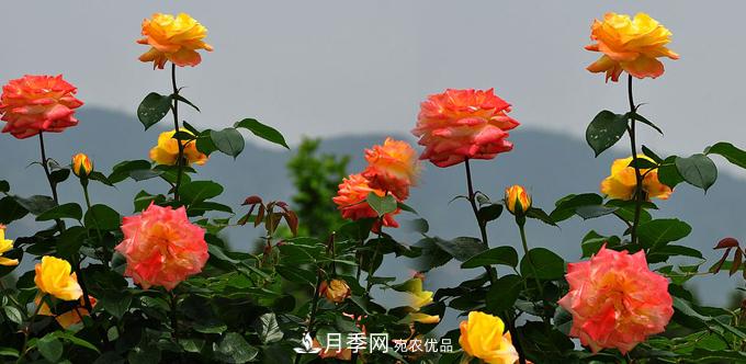 溫度適宜，如何讓城區(qū)景觀道樹(shù)狀月季開(kāi)花多？(圖1)