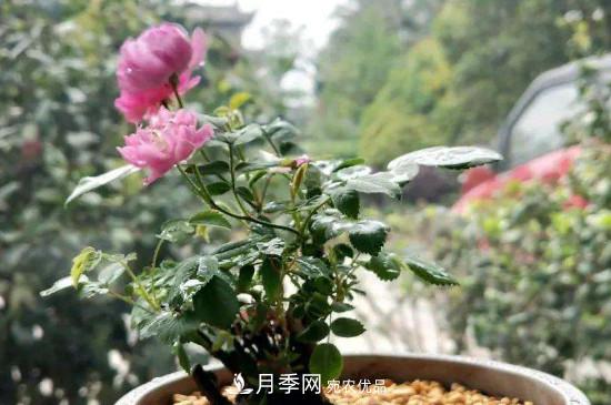 帶土球發(fā)貨的月季要怎么栽種？(圖2)
