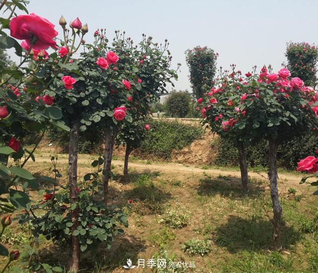 南陽樹狀月季怎樣移植易成活？(圖2)