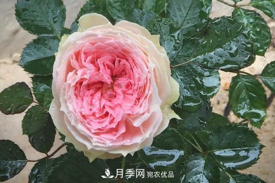 絨球門廊微型月季養(yǎng)護(hù)注意事項(圖1)