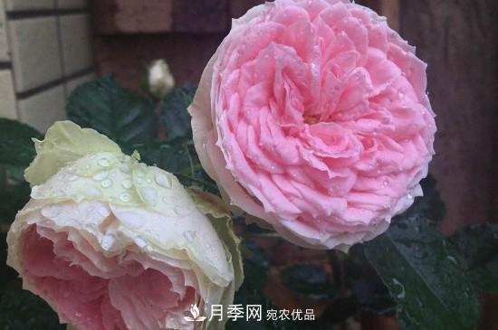 絨球門廊微型月季養(yǎng)護(hù)注意事項(圖2)