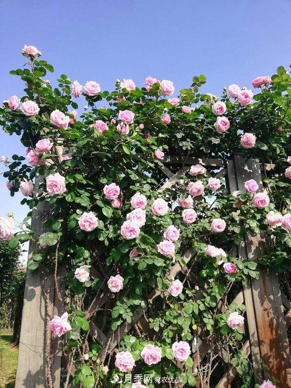 上海辰山植物園月季花海，五一迎來***佳觀賞期(圖1)