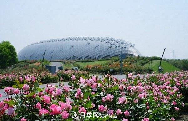 上海辰山植物園月季花海，五一迎來***佳觀賞期(圖2)