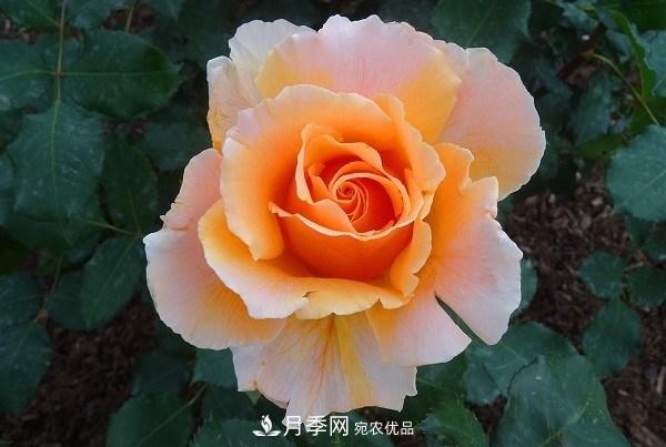上海辰山植物園月季花海，五一迎來***佳觀賞期(圖5)