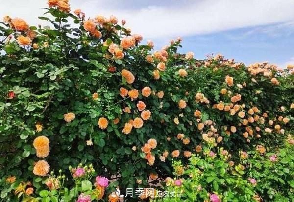 上海辰山植物園月季花海，五一迎來***佳觀賞期(圖4)