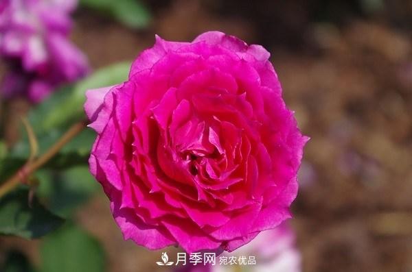 上海辰山植物園月季花海，五一迎來***佳觀賞期(圖6)