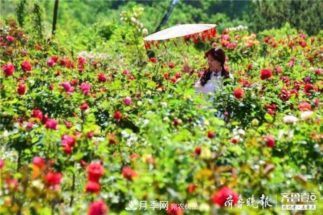 山東淄博沂源60畝月季花競(jìng)放，美麗產(chǎn)業(yè)助推特色鄉(xiāng)村旅游(圖3)