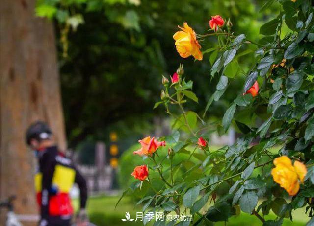 冉冉初夏，河北秦皇島十余處月季花海等你邂逅！(圖4)