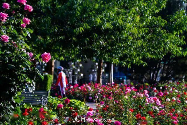 冉冉初夏，河北秦皇島十余處月季花海等你邂逅！(圖2)