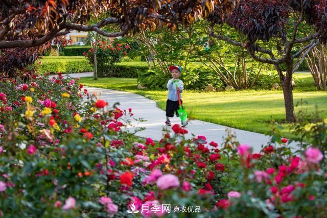 冉冉初夏，河北秦皇島十余處月季花海等你邂逅！(圖1)
