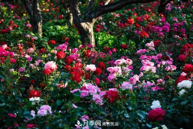 冉冉初夏，河北秦皇島十余處月季花海等你邂逅！(圖3)