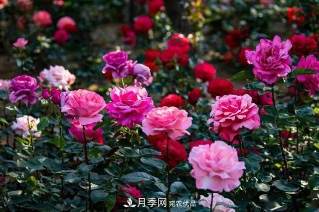 冉冉初夏，河北秦皇島十余處月季花海等你邂逅！(圖6)