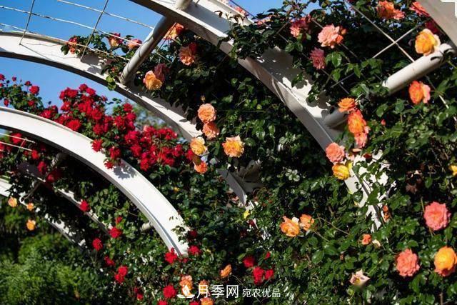 冉冉初夏，河北秦皇島十余處月季花海等你邂逅！(圖5)