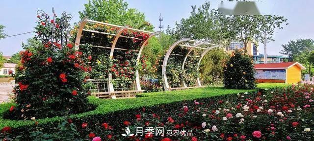冉冉初夏，河北秦皇島十余處月季花海等你邂逅！(圖8)